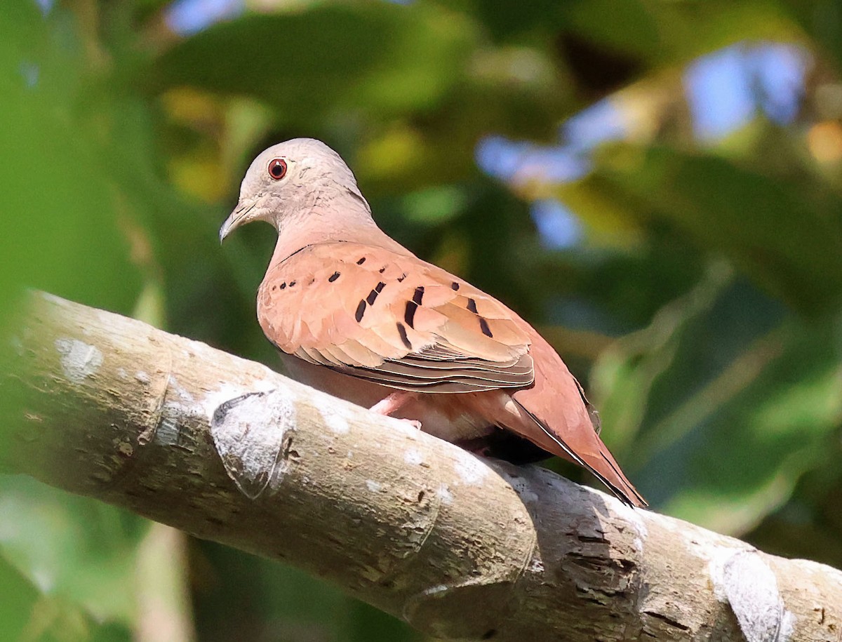 Ruddy Ground Dove - ML637837320