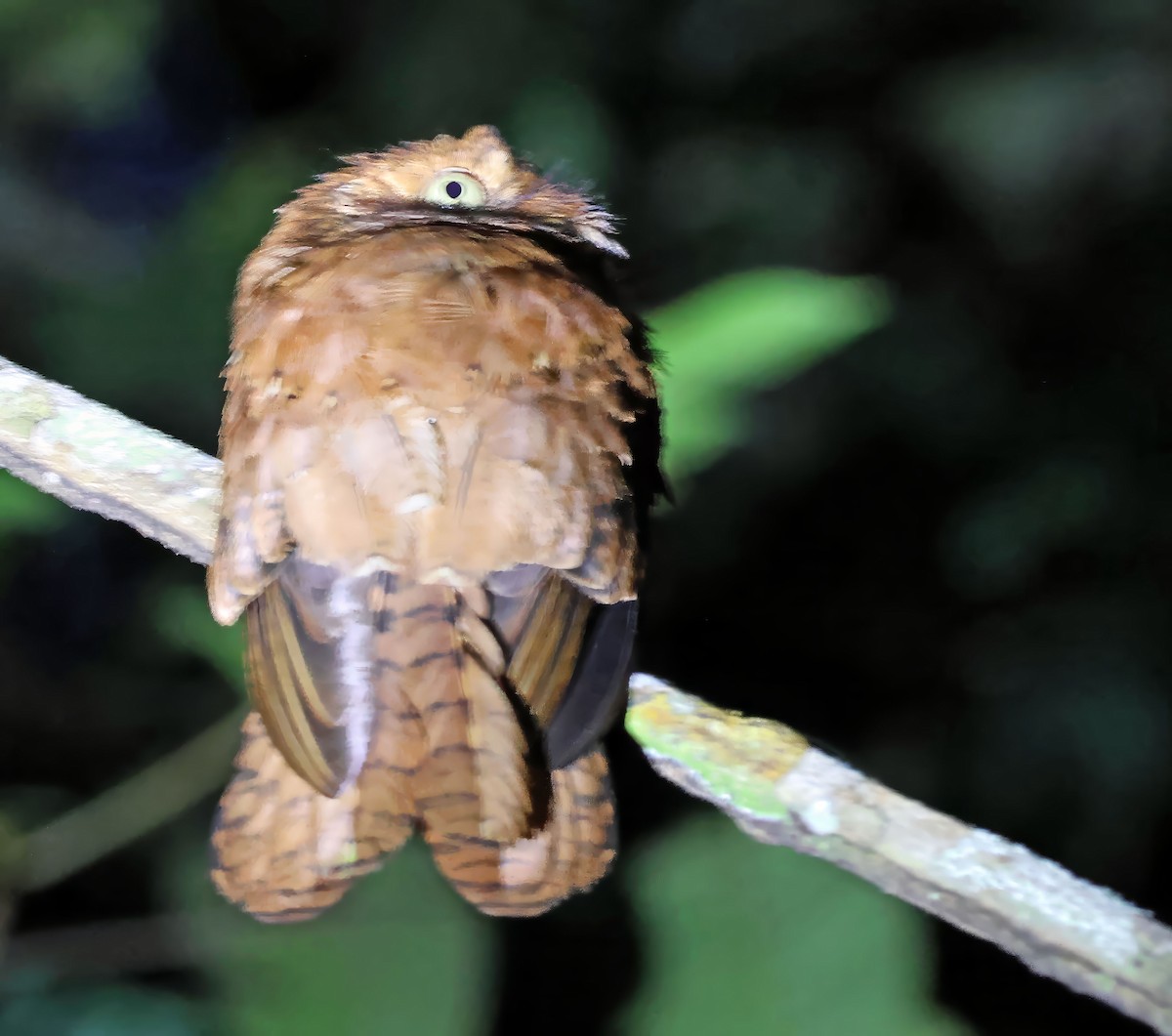 Rufous Potoo - ML637837346