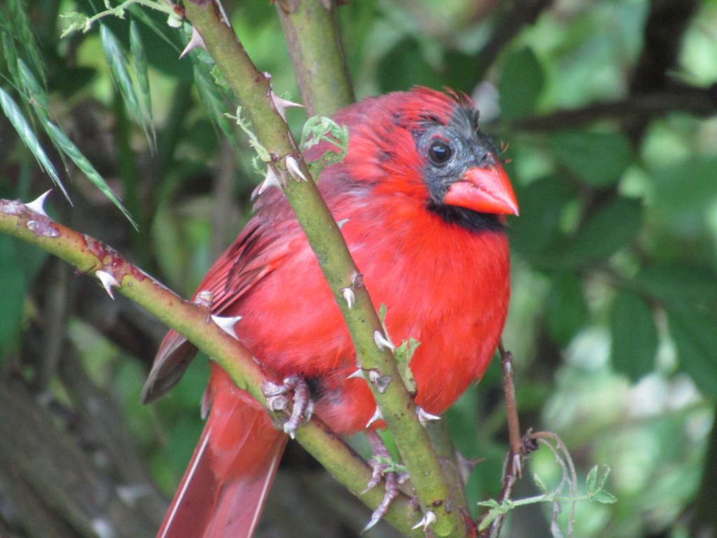 Cardenal Norteño - ML637837364