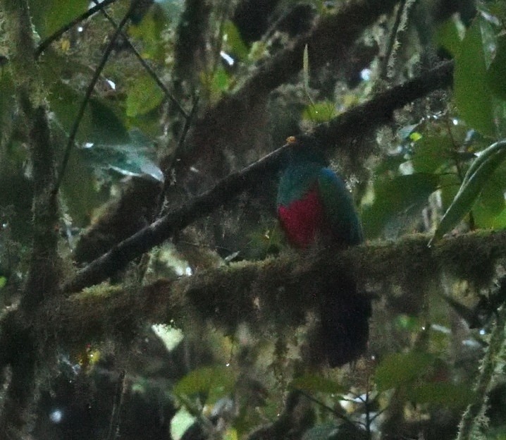 Golden-headed Quetzal - ML637837432