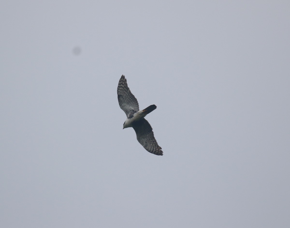 Black Goshawk - ML637837465