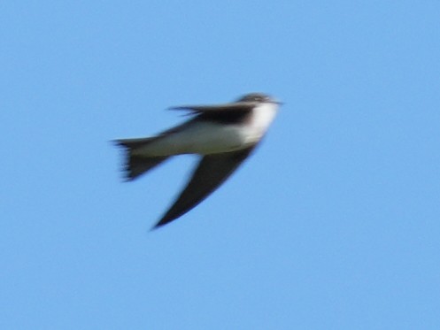 Western House-Martin - ML637837466