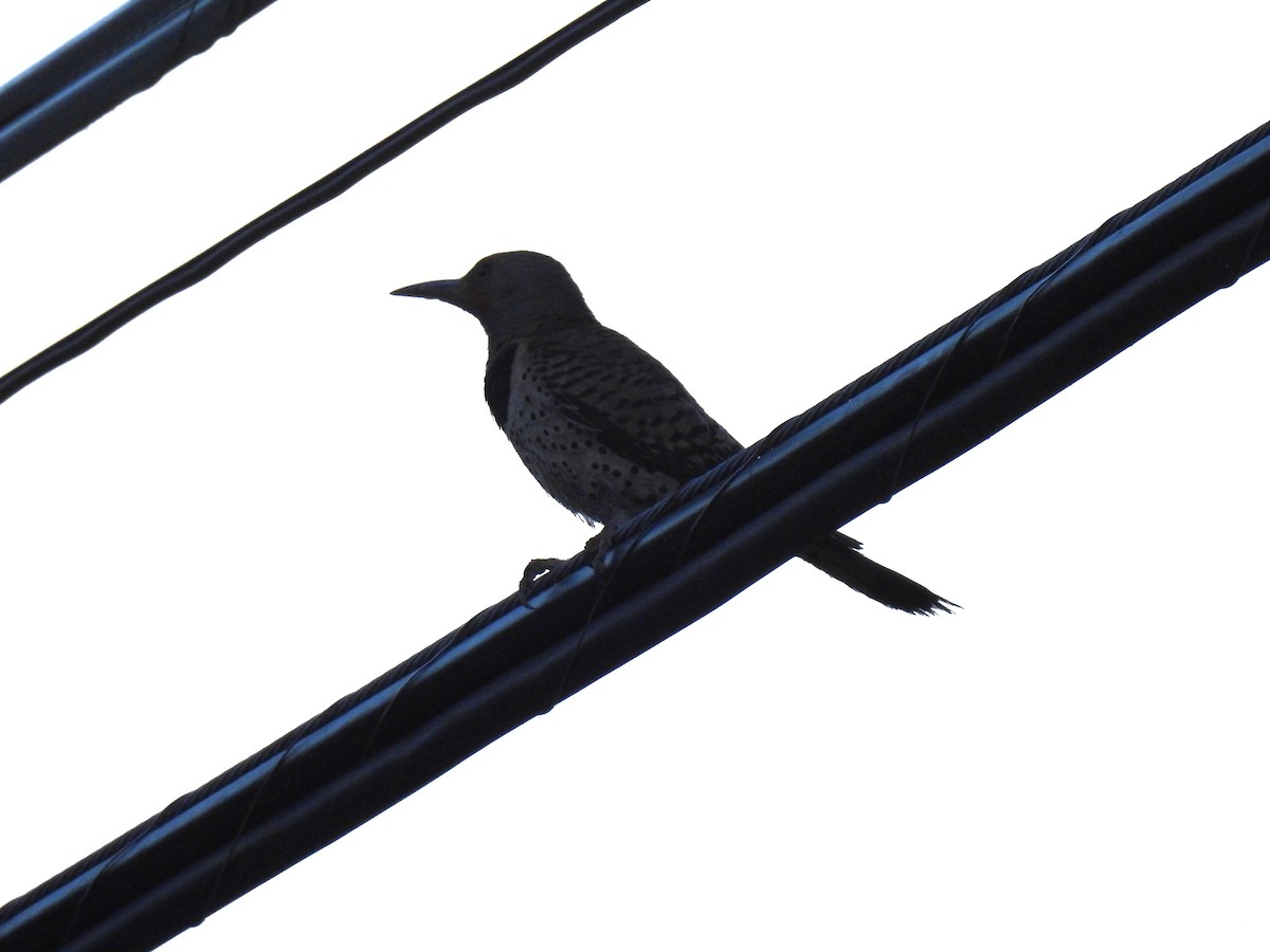 Northern Flicker - ML637837505