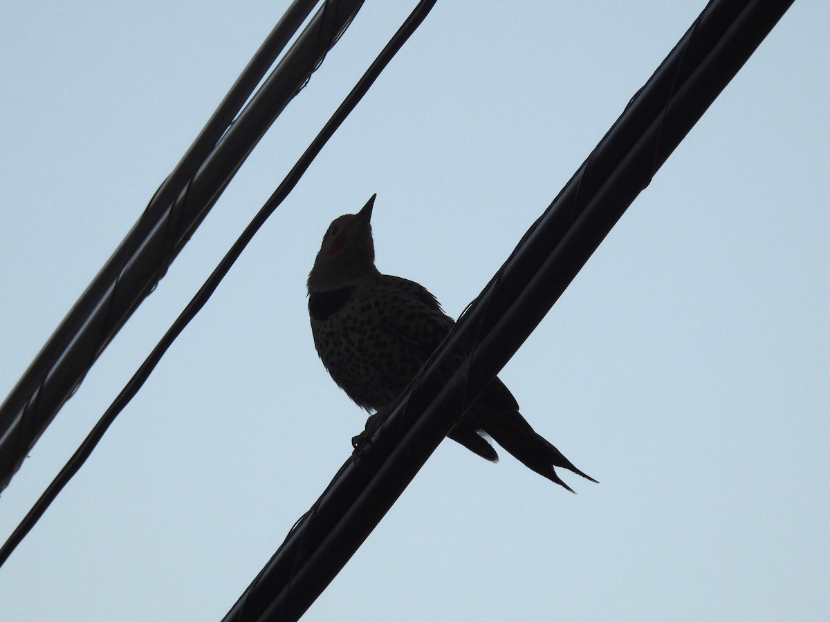 Northern Flicker - ML637837507