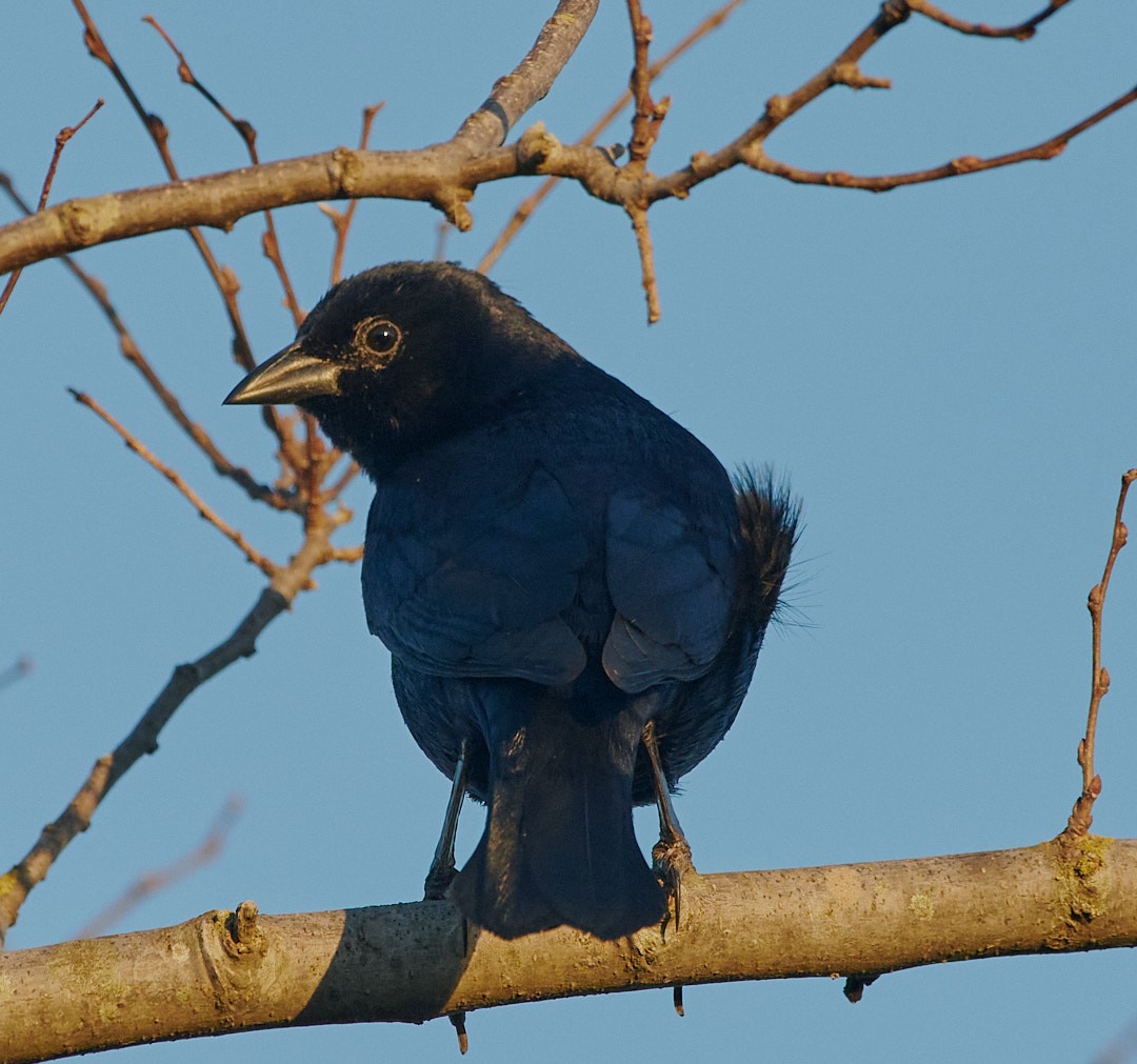 Screaming Cowbird - ML637837540