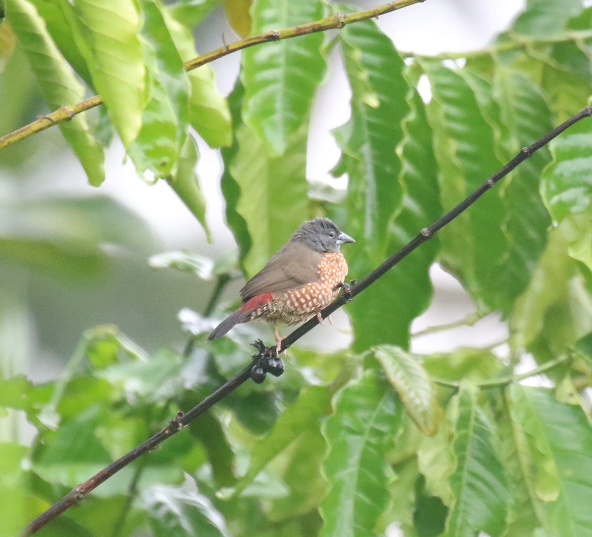 Brown Twinspot - ML637837553