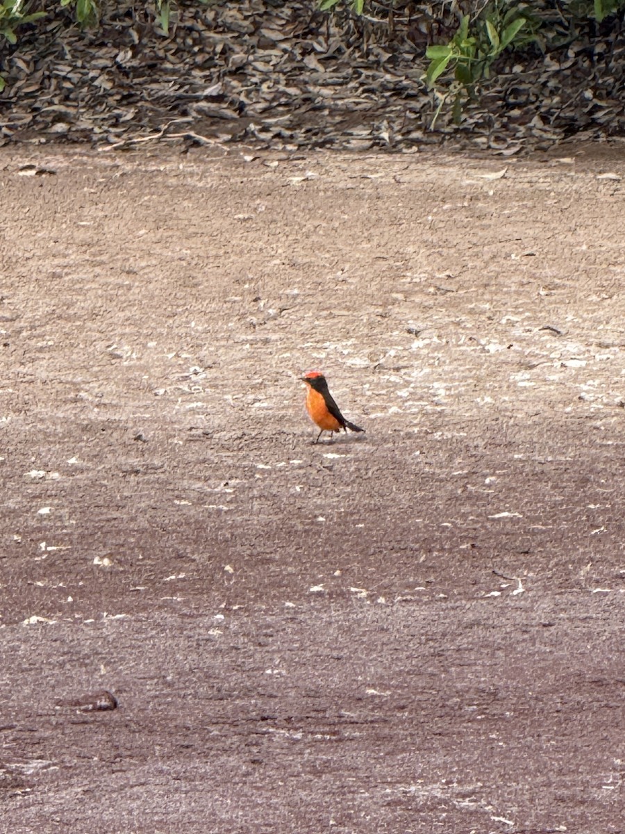 Brujo Flycatcher - ML637837554