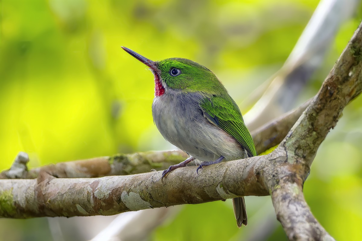 Narrow-billed Tody - ML637837602
