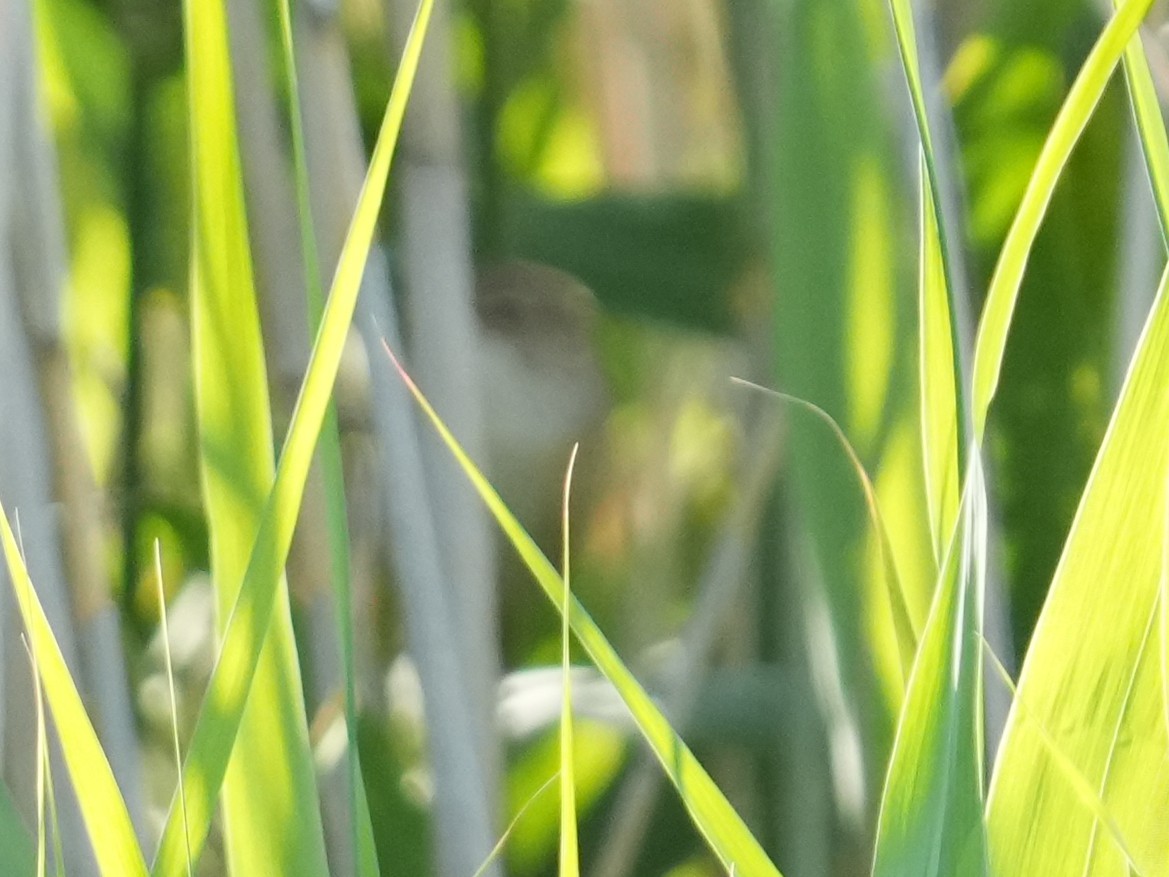 Common Reed Warbler - ML637837608