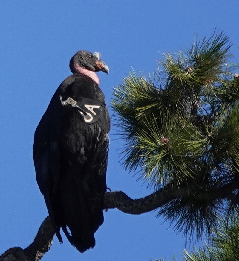California Condor - ML637837742