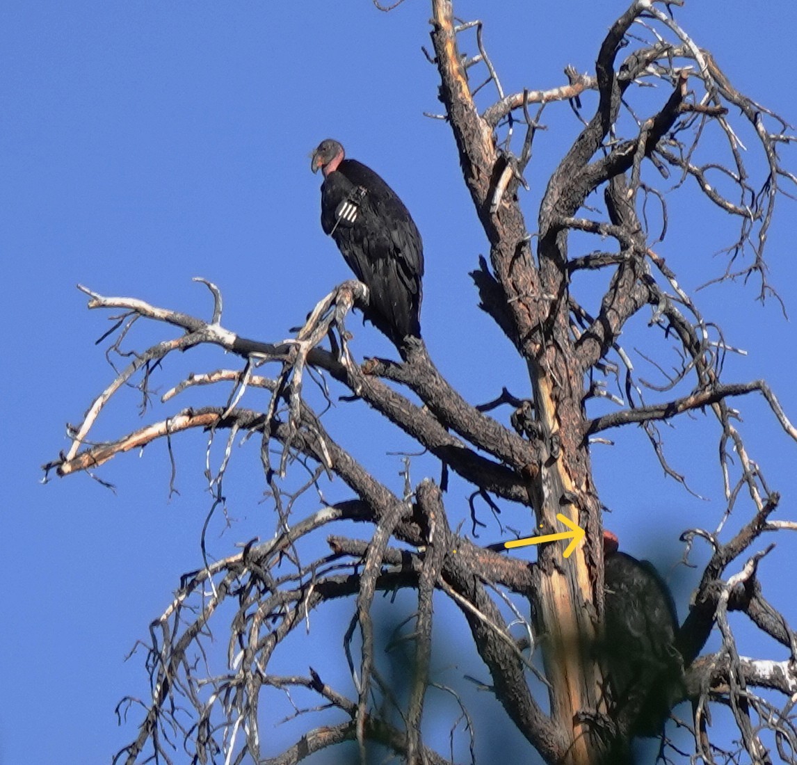 California Condor - ML637837746
