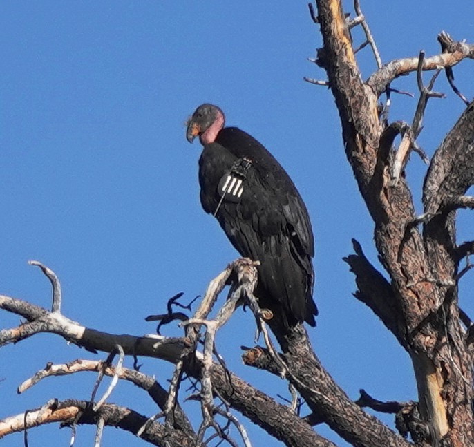 California Condor - ML637837766