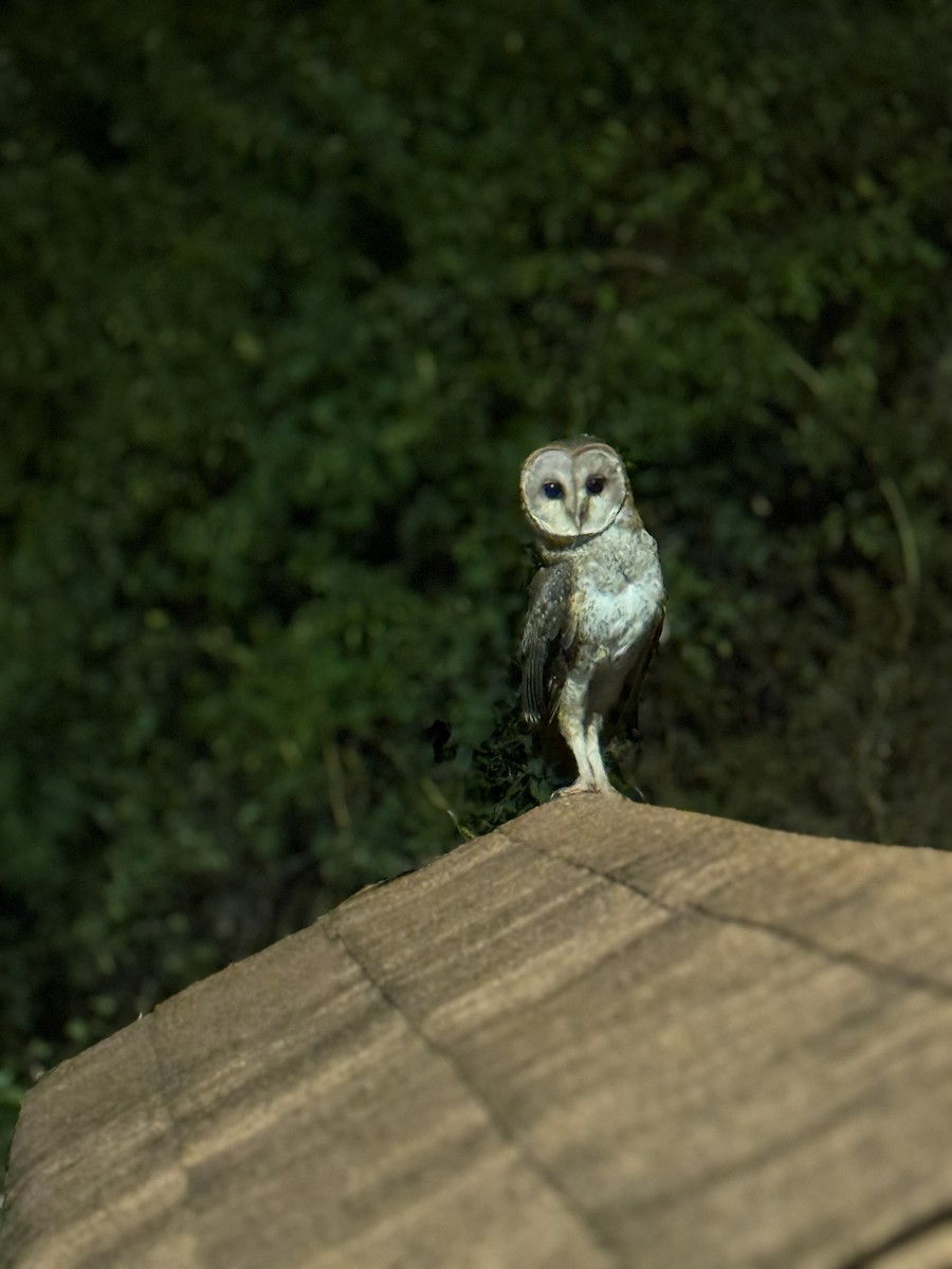 American Barn Owl (Galapagos) - ML637837803