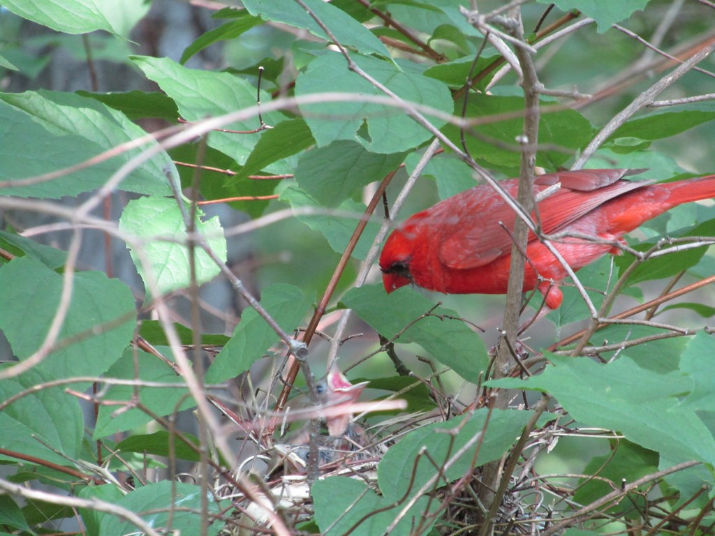 Cardenal Norteño - ML637837817