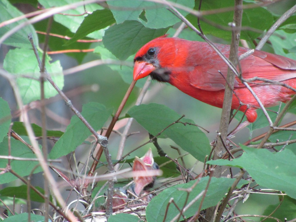 Cardenal Norteño - ML637837818