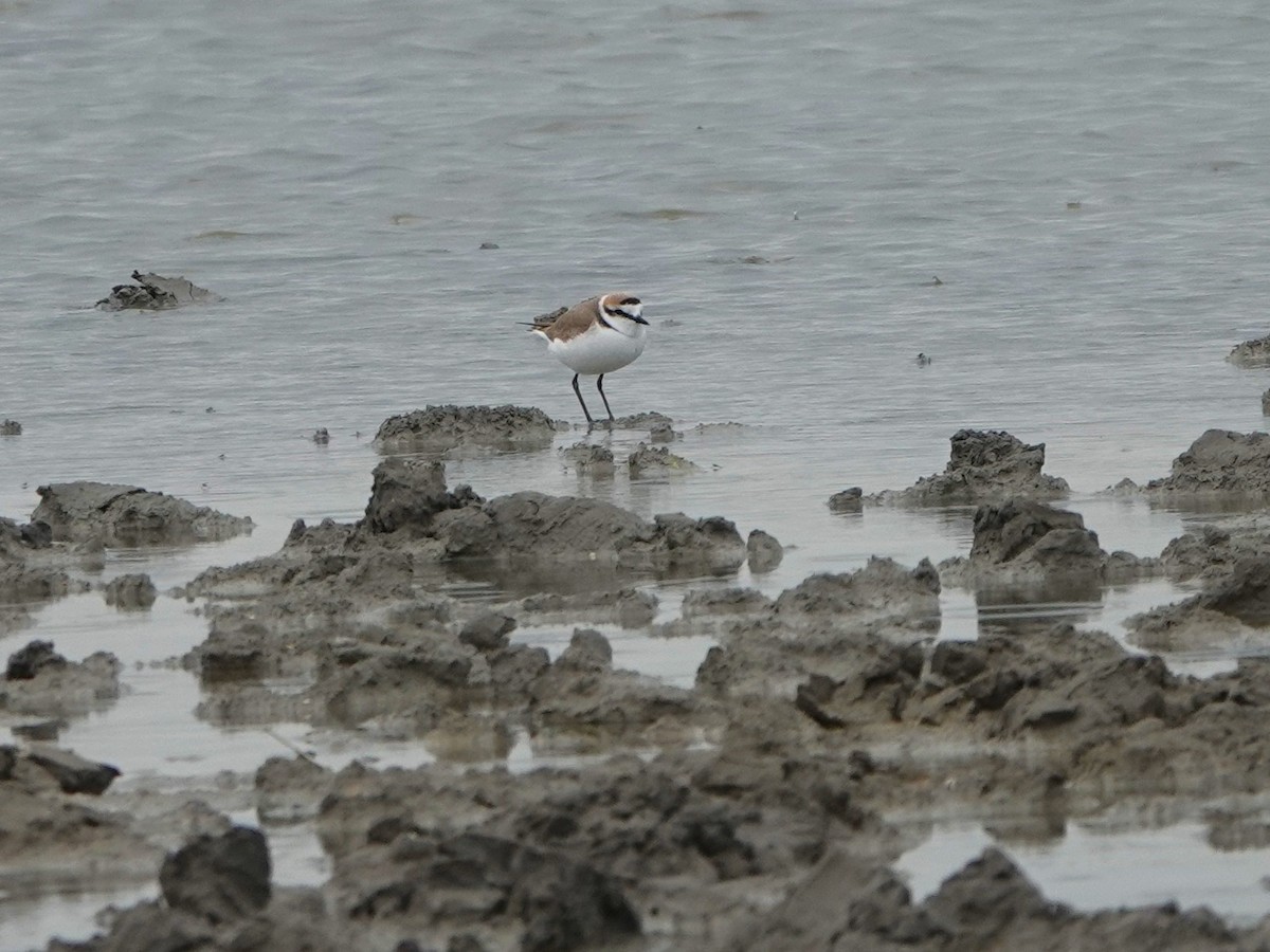 Kentish Plover (Kentish) - ML637837882