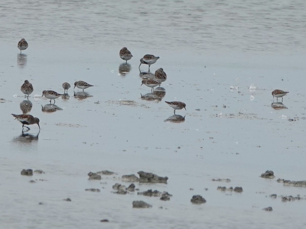 Little Stint - ML637837894