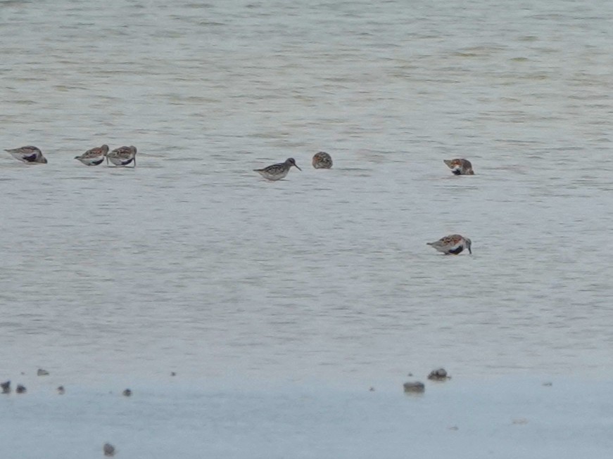 Broad-billed Sandpiper - ML637837899