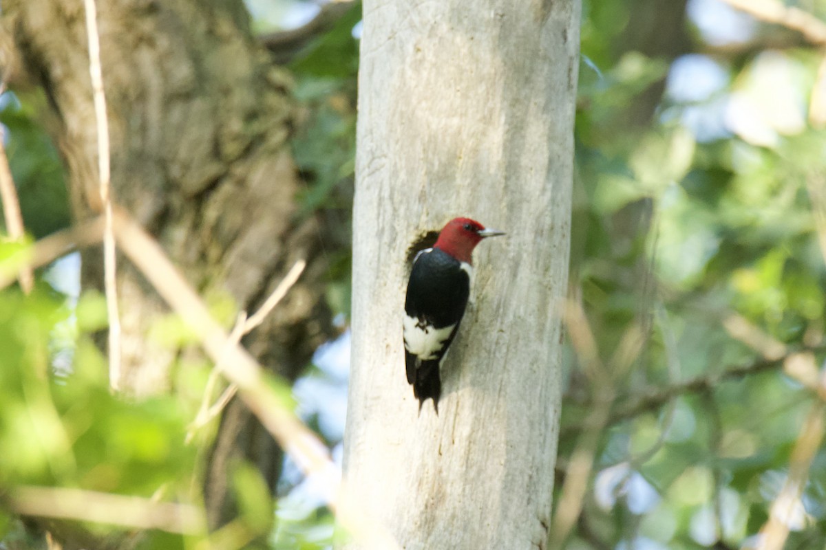 Red-headed Woodpecker - ML637837902