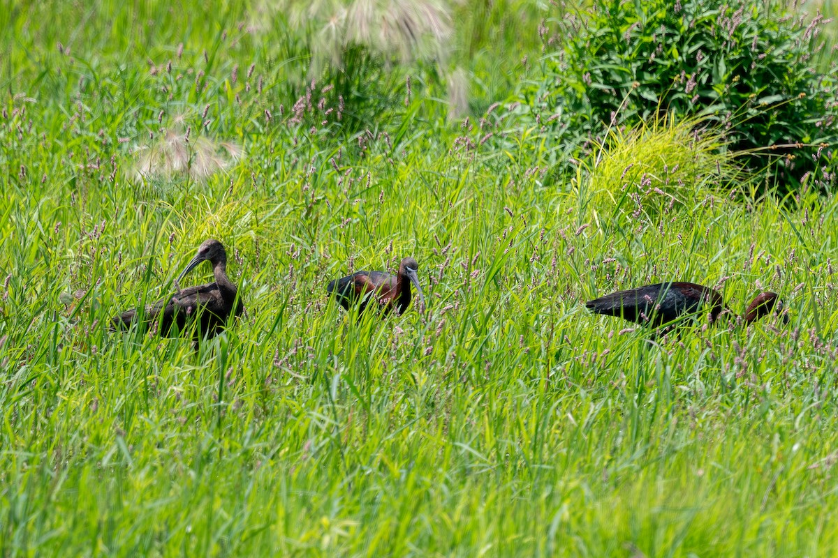 Glossy Ibis - ML637837992