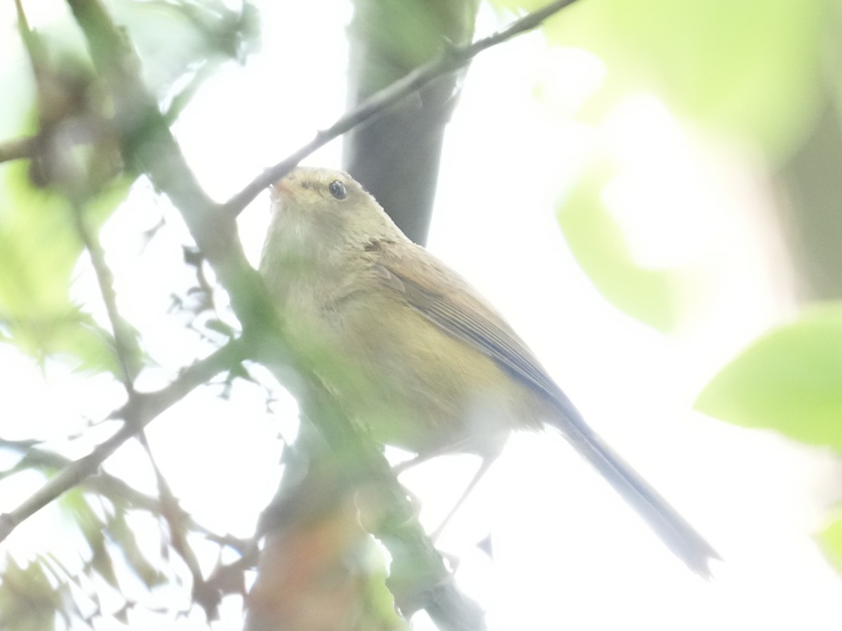 Brownish-flanked Bush Warbler - ML637838014