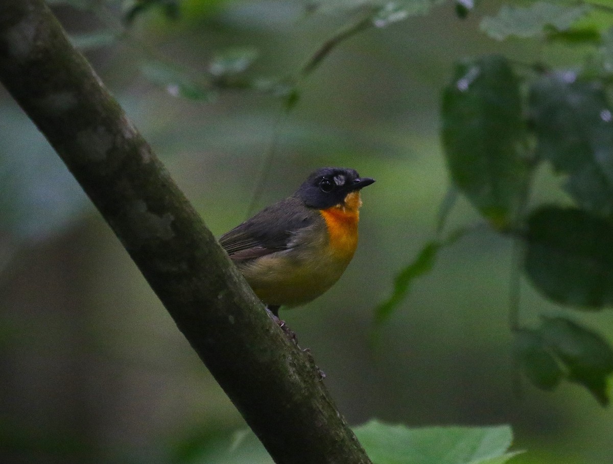 Yellow-breasted Forest Robin - ML637838087