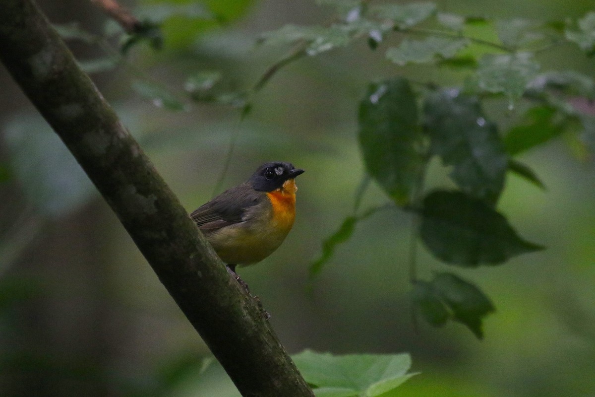 Yellow-breasted Forest Robin - ML637838088