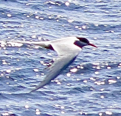 Умардын хараалай - ML637838125