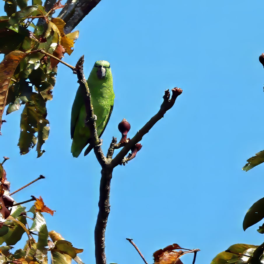 Short-tailed Parrot - ML637838127