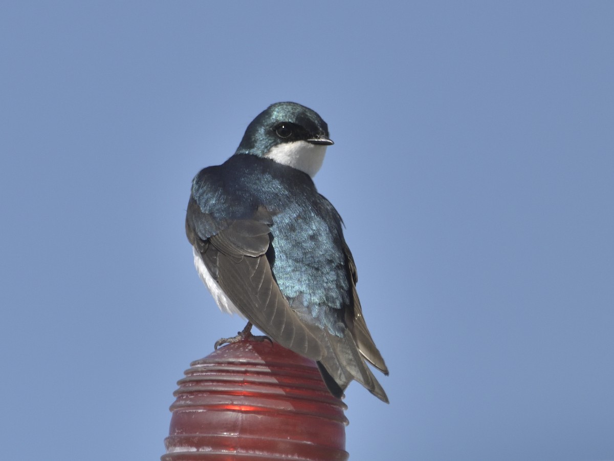 Tree Swallow - ML637838145