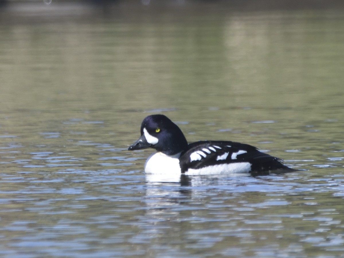 Barrow's Goldeneye - ML637838147