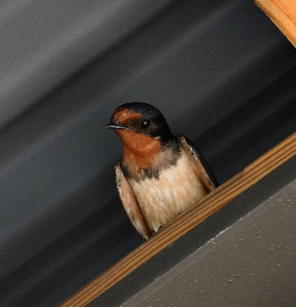 Асрын хараацай - ML637838158