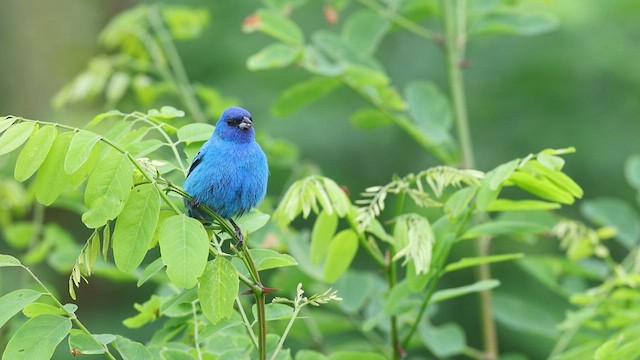 Indigo Bunting - ML637838173