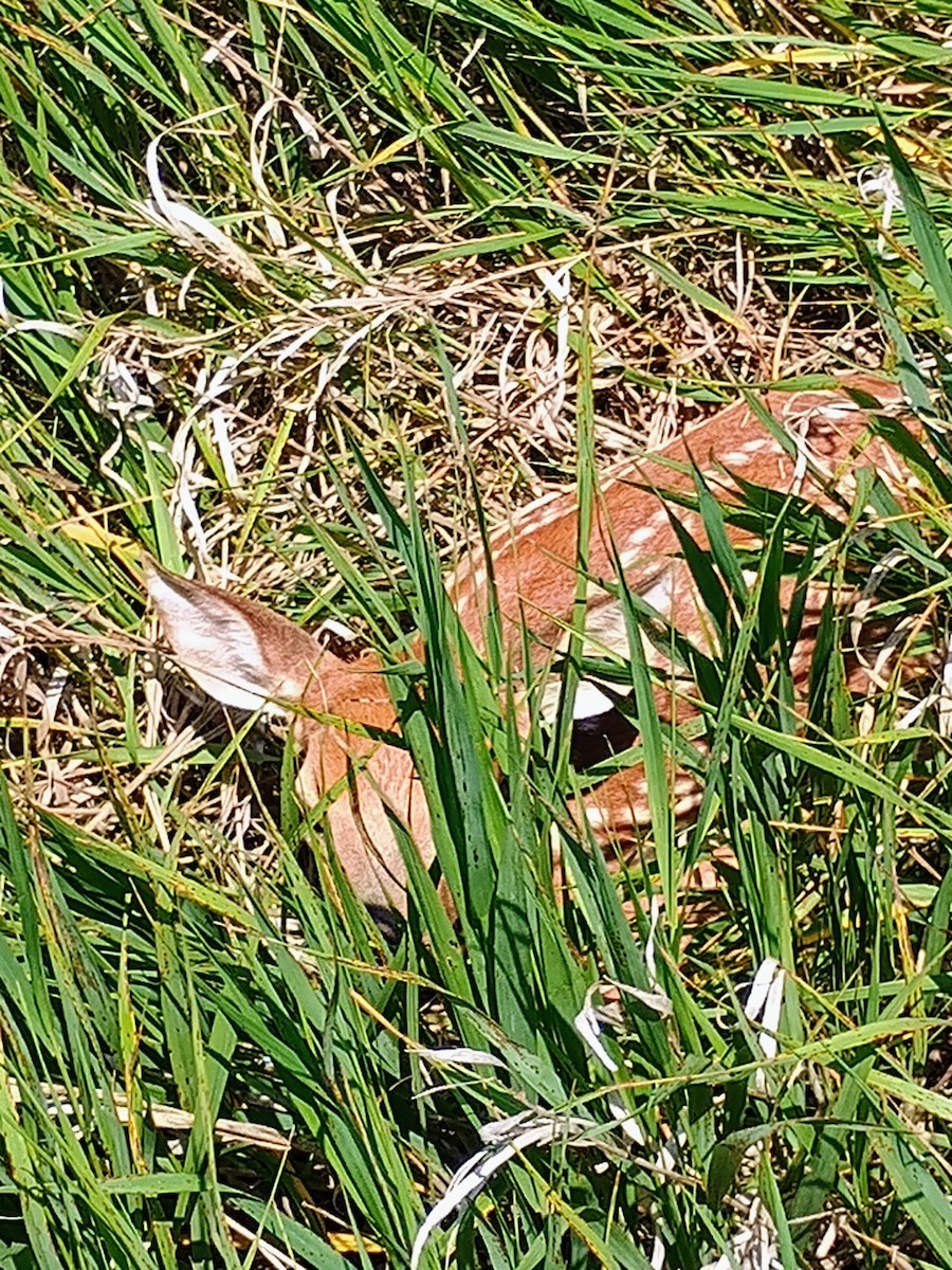 White-tailed Deer - ML637838214