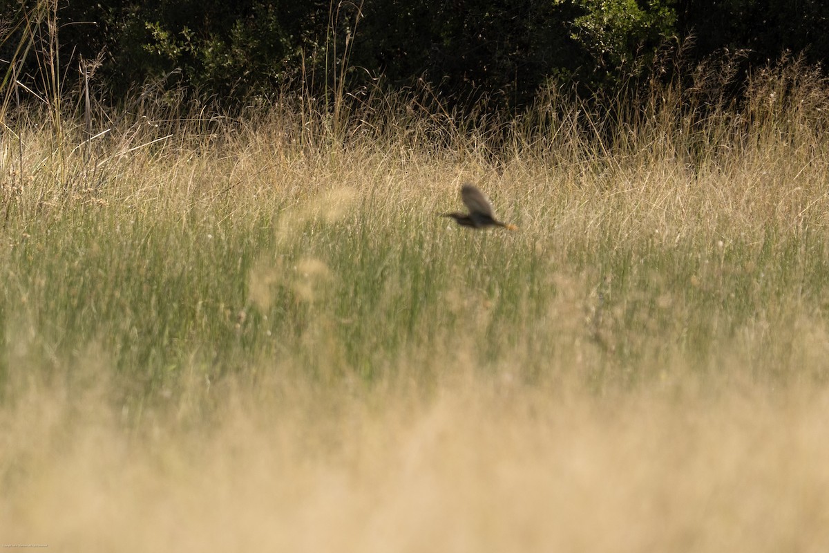 Dwarf Bittern - ML637838313