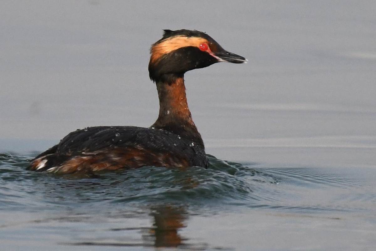 ミミカイツブリ - ML637838318
