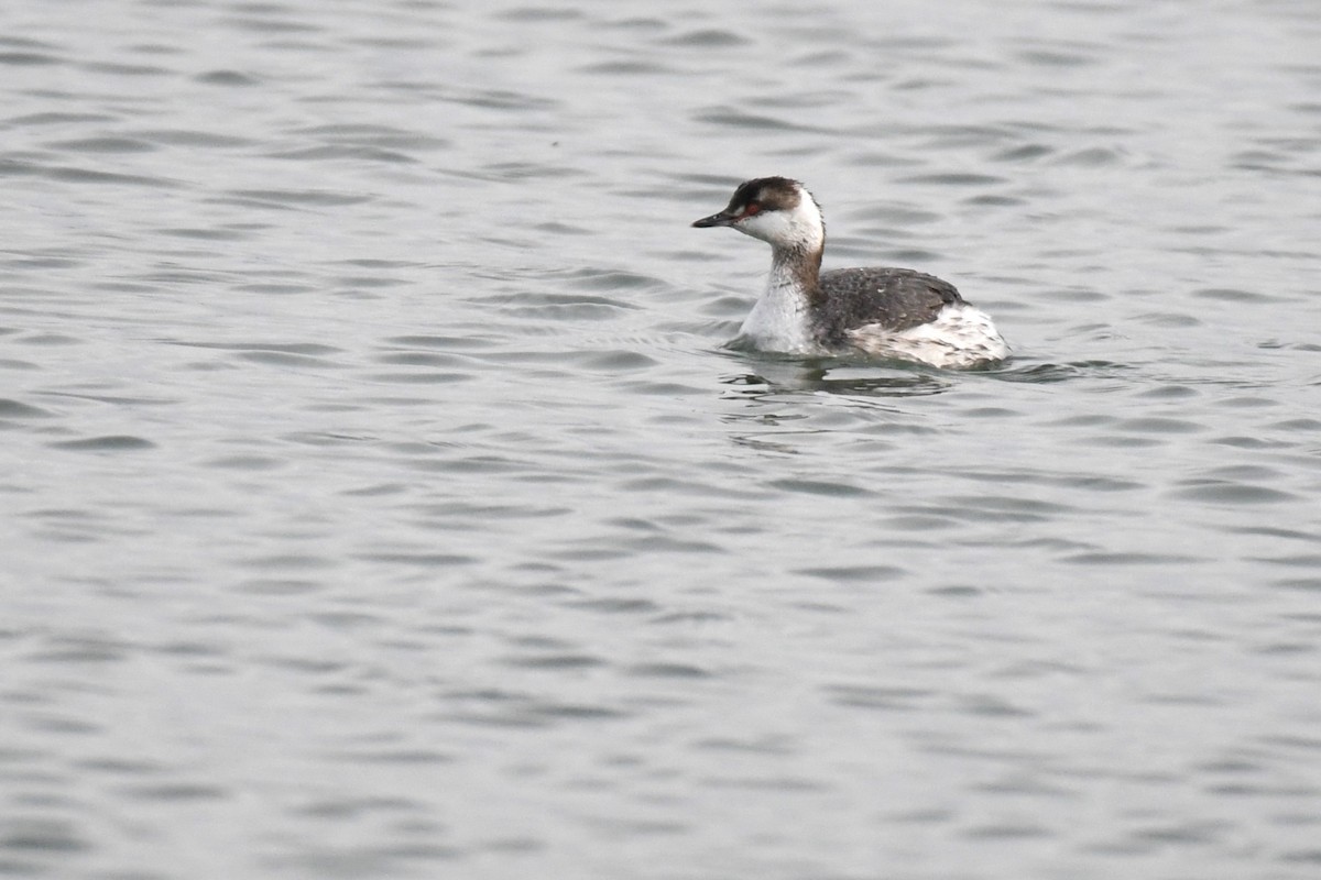 ミミカイツブリ - ML637838319