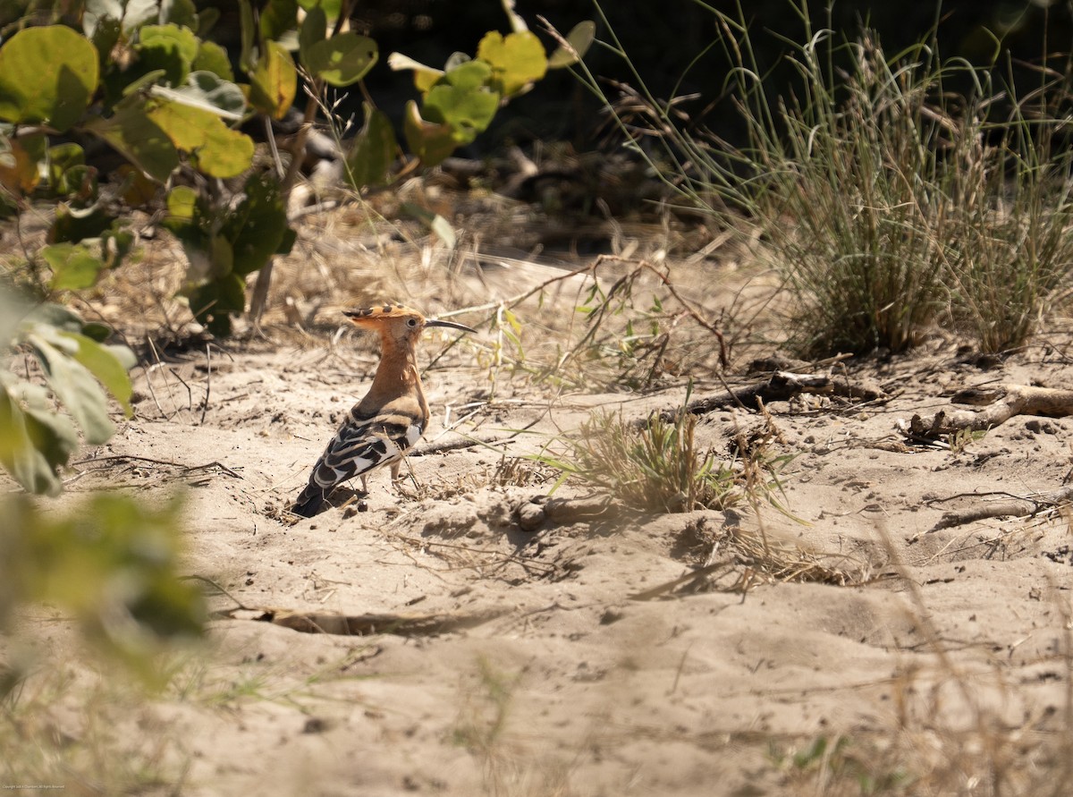 Eurasian Hoopoe (African) - ML637838359
