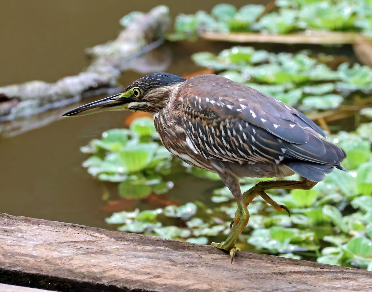Striated Heron - ML637838399