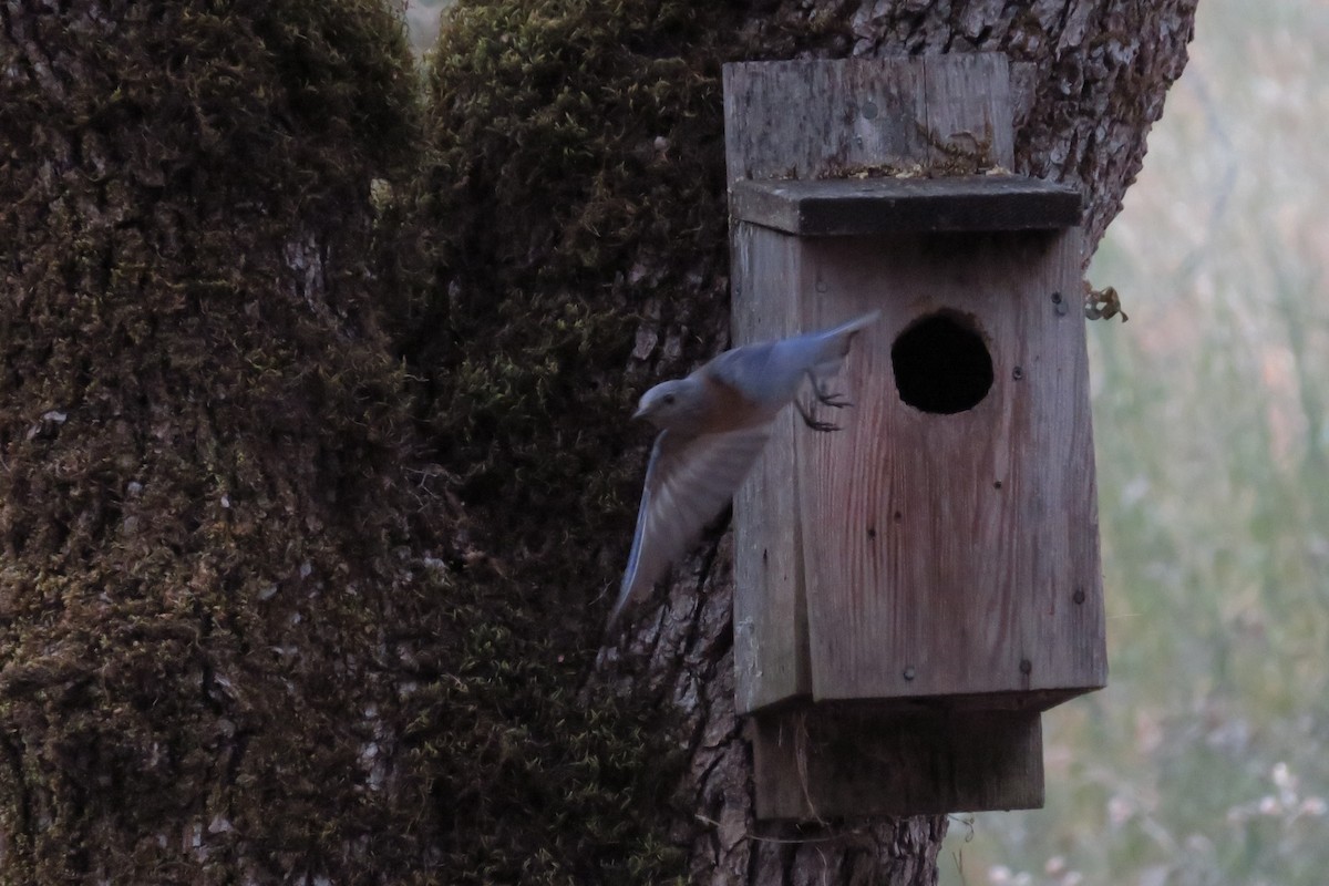 Western Bluebird - ML637838411