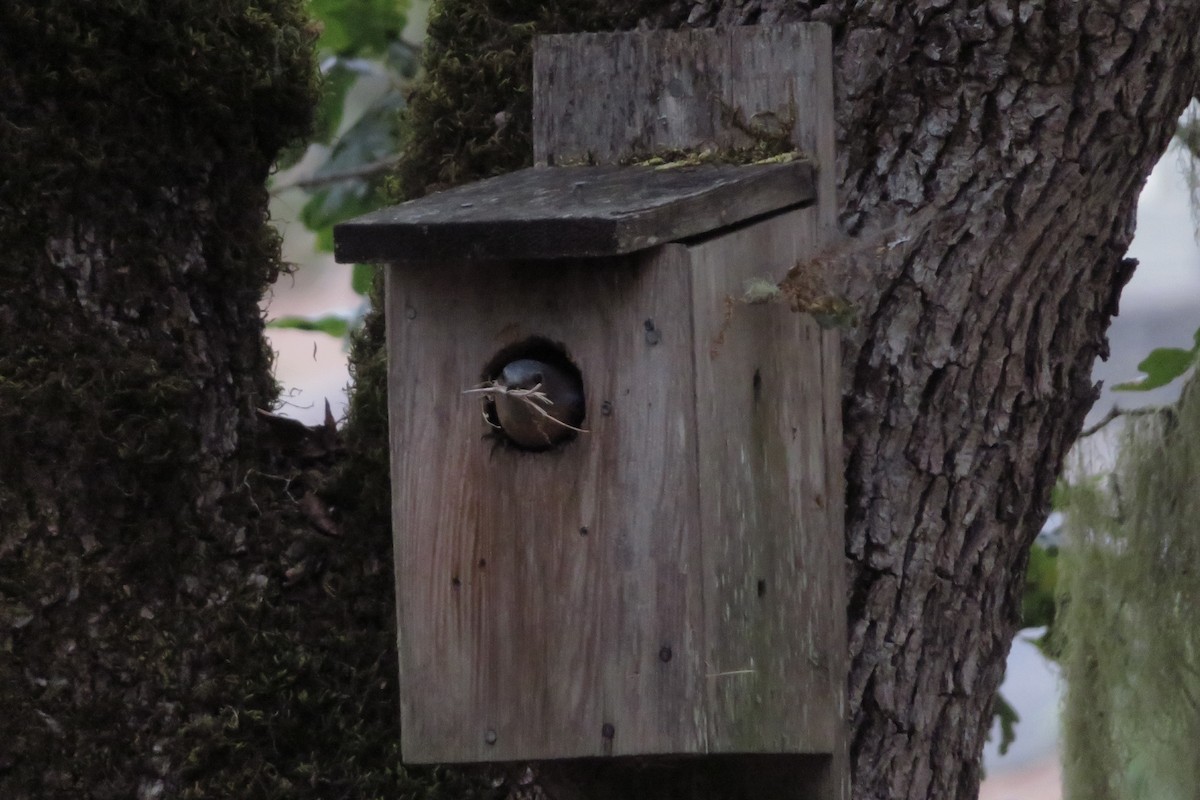Western Bluebird - ML637838412