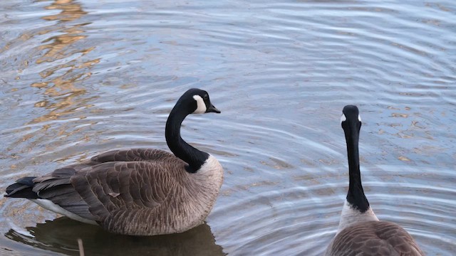 Canada Goose - ML637838476