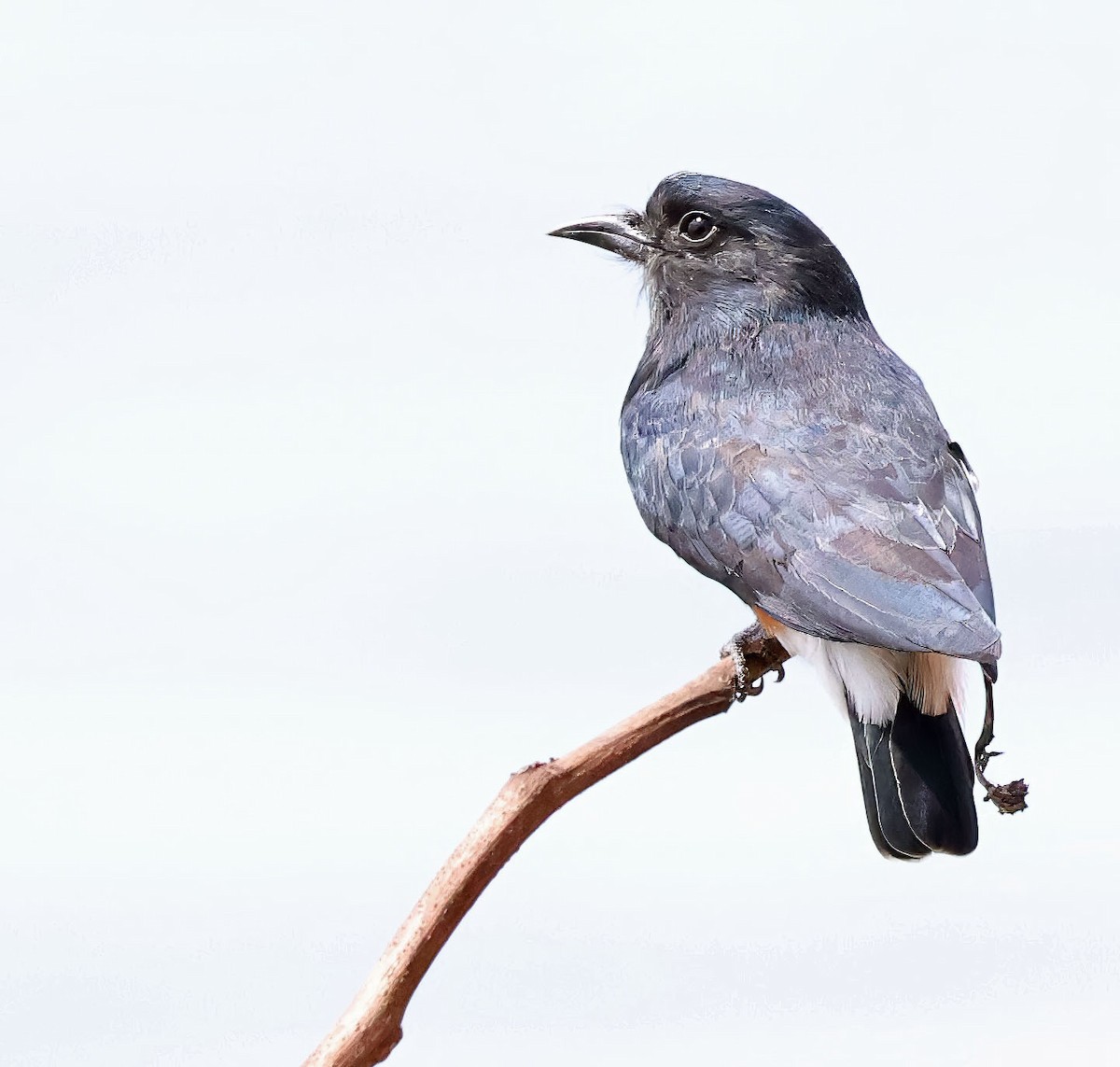 Swallow-winged Puffbird - ML637838485