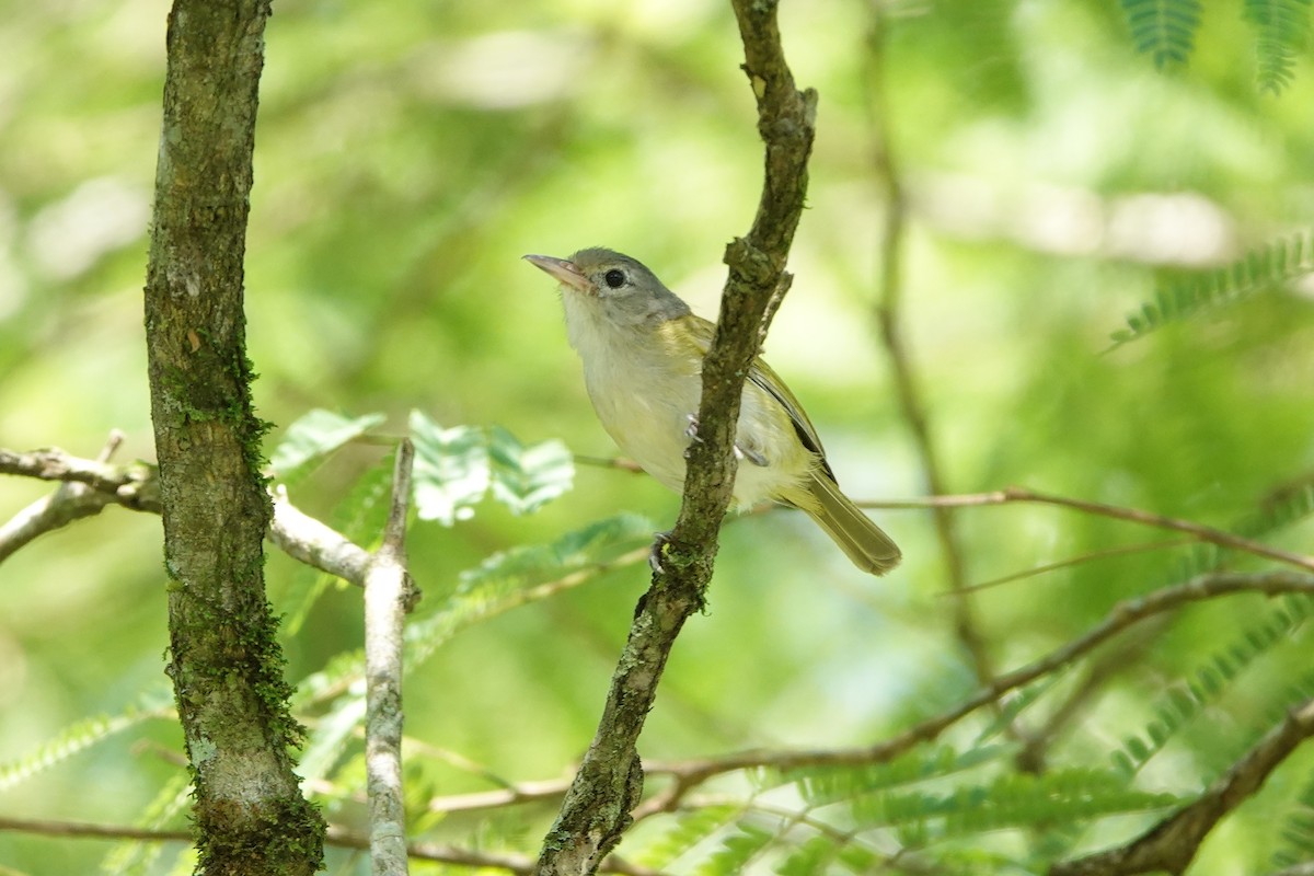 Lesser Greenlet - ML637838526