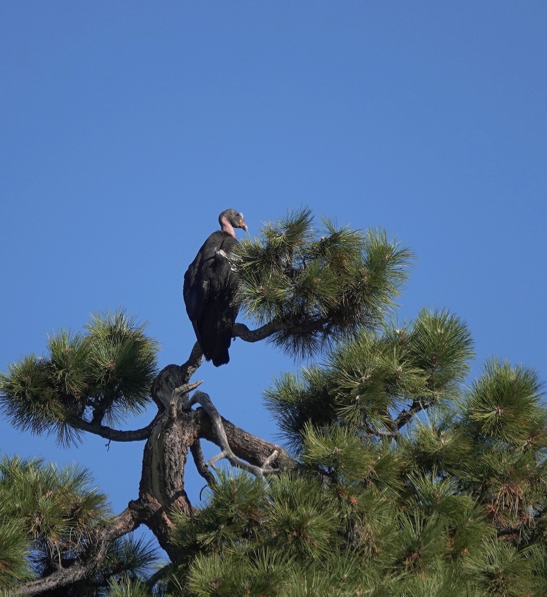 California Condor - ML637838565