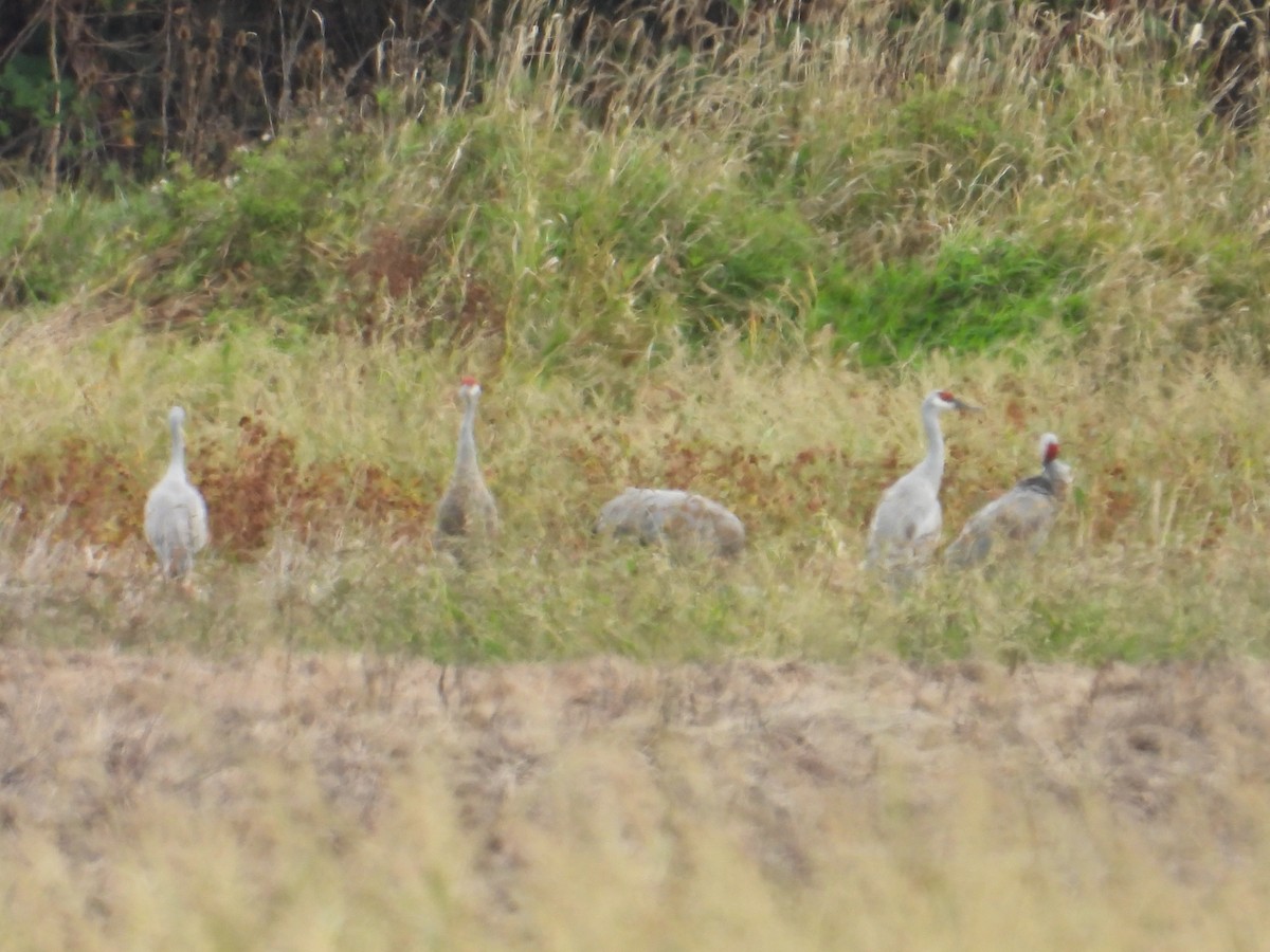 Sandhill Crane - ML637838583