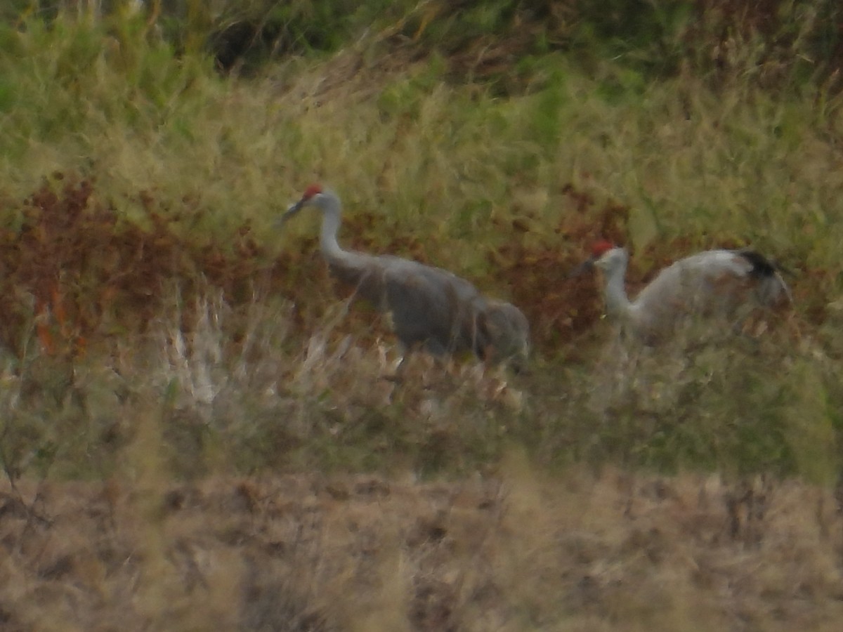 Sandhill Crane - ML637838586