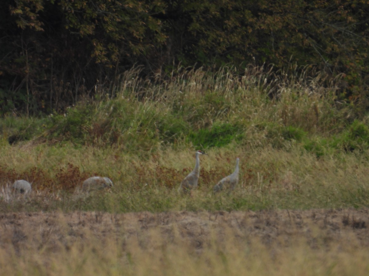 Sandhill Crane - ML637838587
