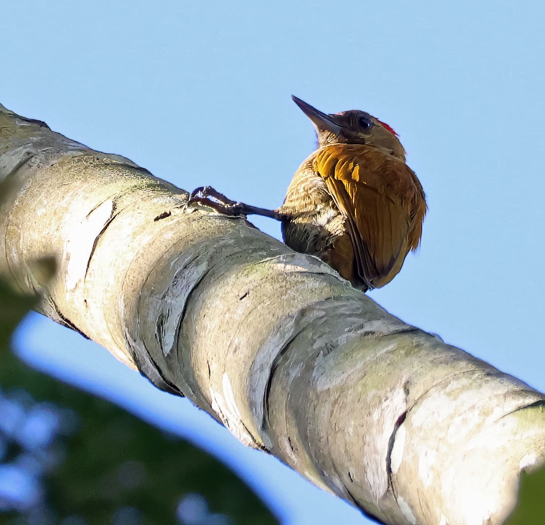 Varzea Piculet - ML637838594
