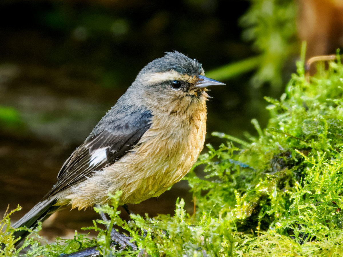 Cinereous Conebill (Ochraceous) - ML637838595